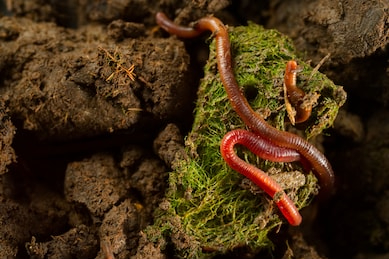 Earth worms